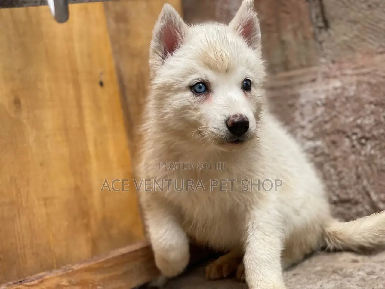 1-3 months Male Purebred Siberian Husky