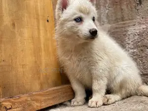 1-3 months Male Purebred Siberian Husky