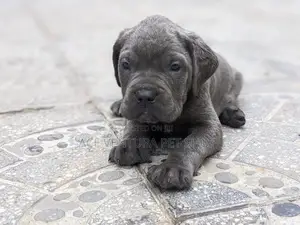 1-3 months Male Purebred American Pit Bull Terrier
