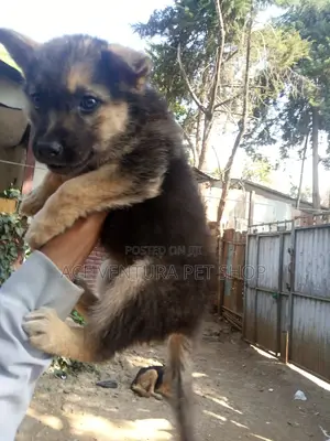 1-3 months Male Purebred German Shepherd