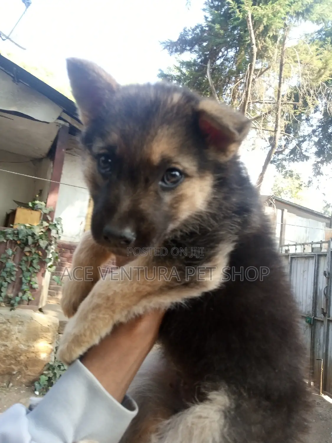 1-3 months Male Purebred German Shepherd