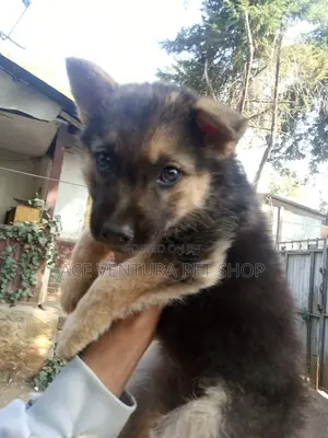 1-3 months Male Purebred German Shepherd