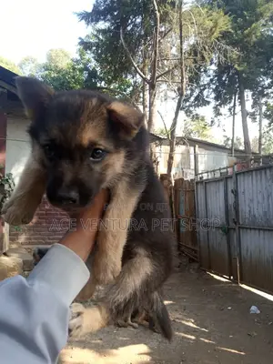 1-3 months Male Purebred German Shepherd