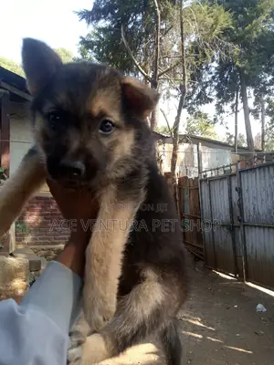 1-3 months Male Purebred German Shepherd