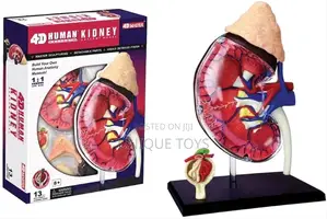 4d Human Anatomy Models