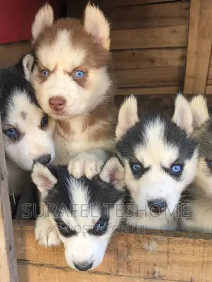 1-3 months Male Purebred Siberian Husky