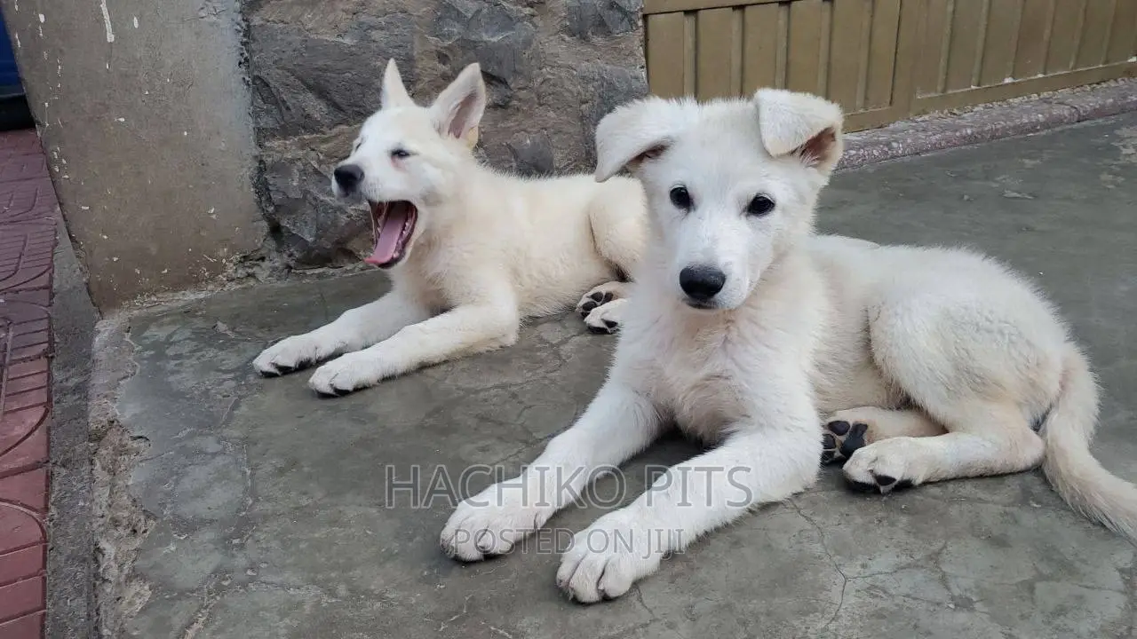 3-6 months Male Purebred German Shepherd