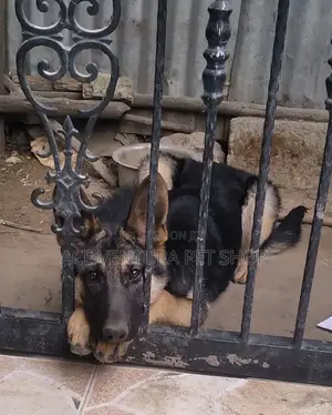 3-6 months Male Purebred German Shepherd
