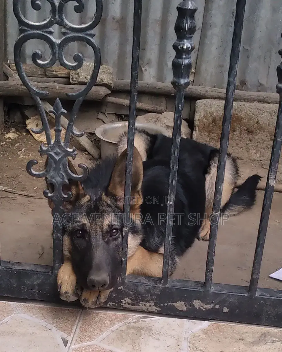 3-6 months Male Purebred German Shepherd