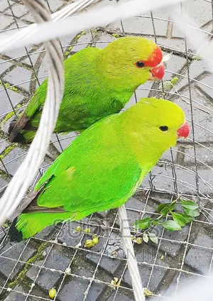 Parrots Pet