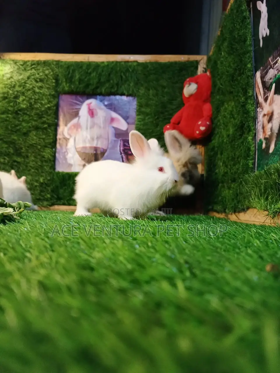Rabbits for Sale