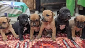 1-3 months Male Purebred American Pit Bull Terrier