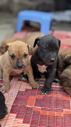 1-3 months Male Purebred American Pit Bull Terrier