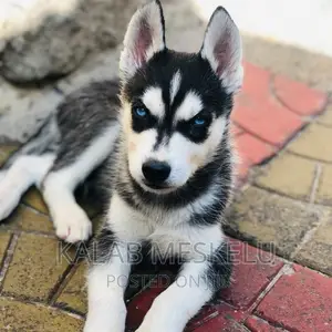 1-3 months Male Purebred Siberian Husky