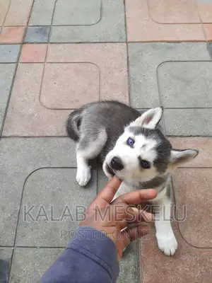 1-3 months Male Purebred Siberian Husky
