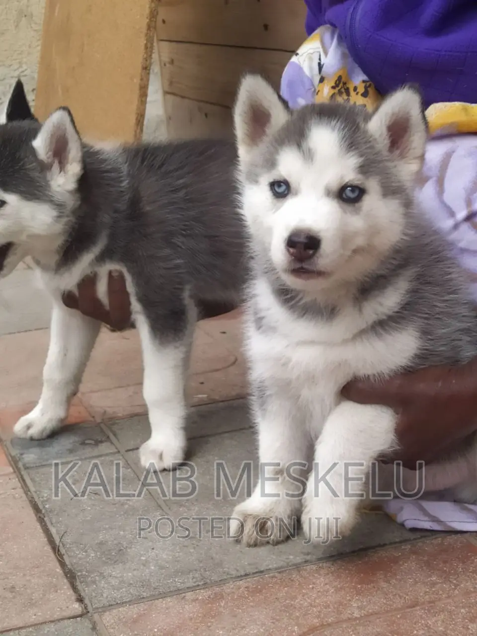 1-3 months Male Purebred Siberian Husky
