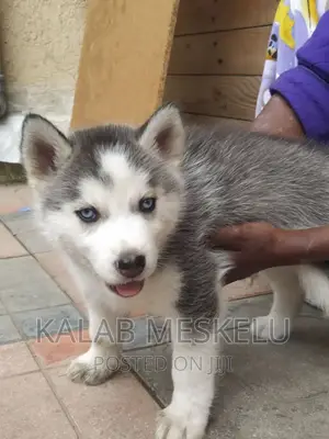 1-3 months Male Purebred Siberian Husky