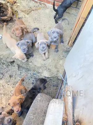 1-3 months Male Purebred Bullmastiff