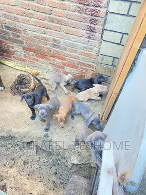 1-3 months Male Purebred Bullmastiff