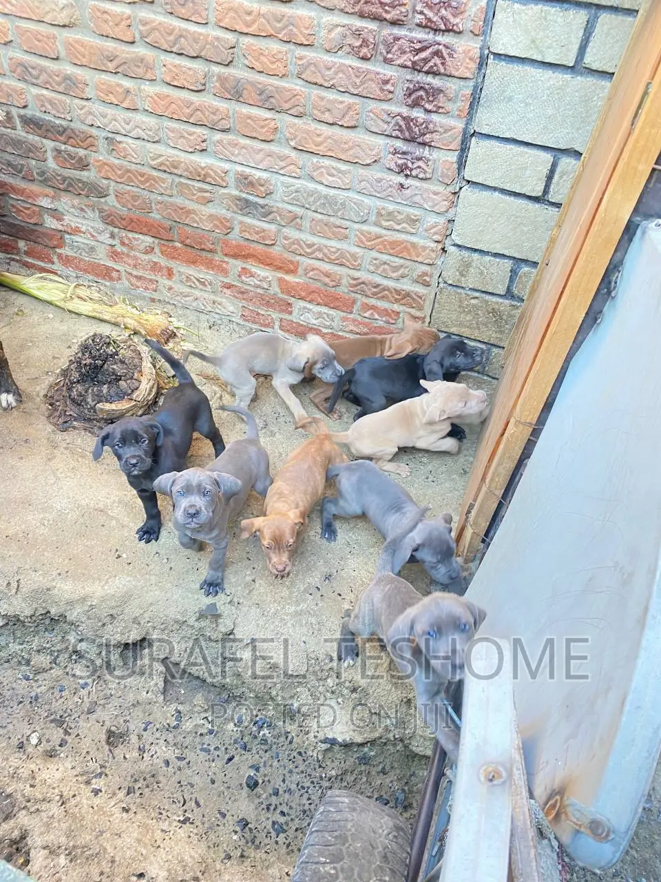 1-3 months Male Purebred Bullmastiff