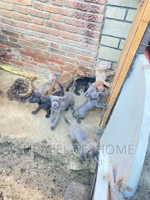 1-3 months Male Purebred Bullmastiff