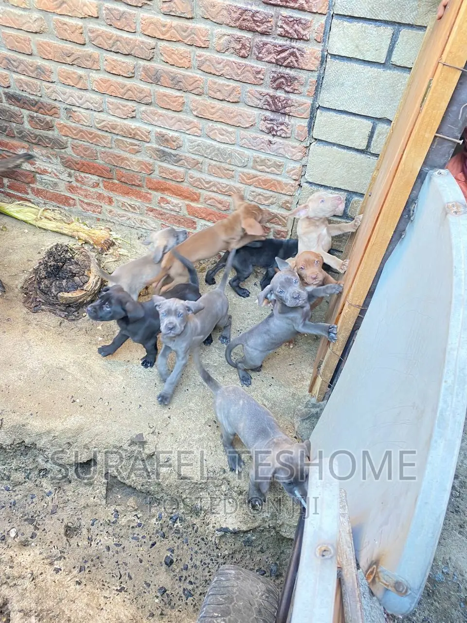 1-3 months Male Purebred Bullmastiff