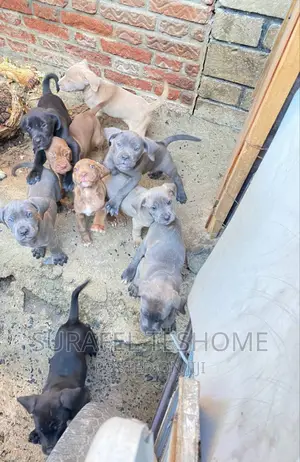 1-3 months Male Purebred Bullmastiff