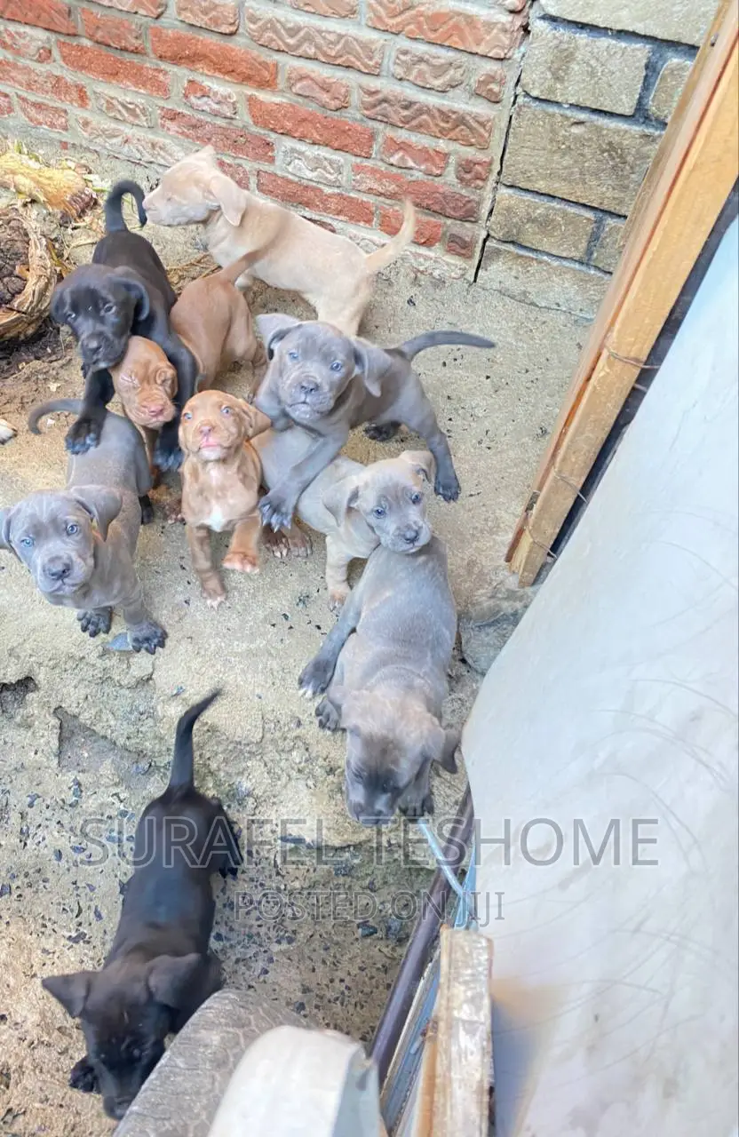 1-3 months Male Purebred Bullmastiff