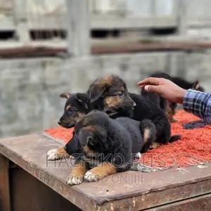1-3 months Male Purebred German Shepherd