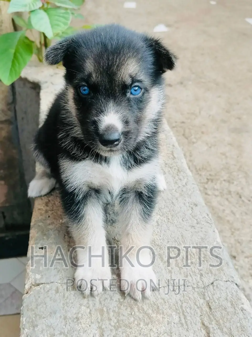 1-3 months Male Mixed Breed German Shepherd