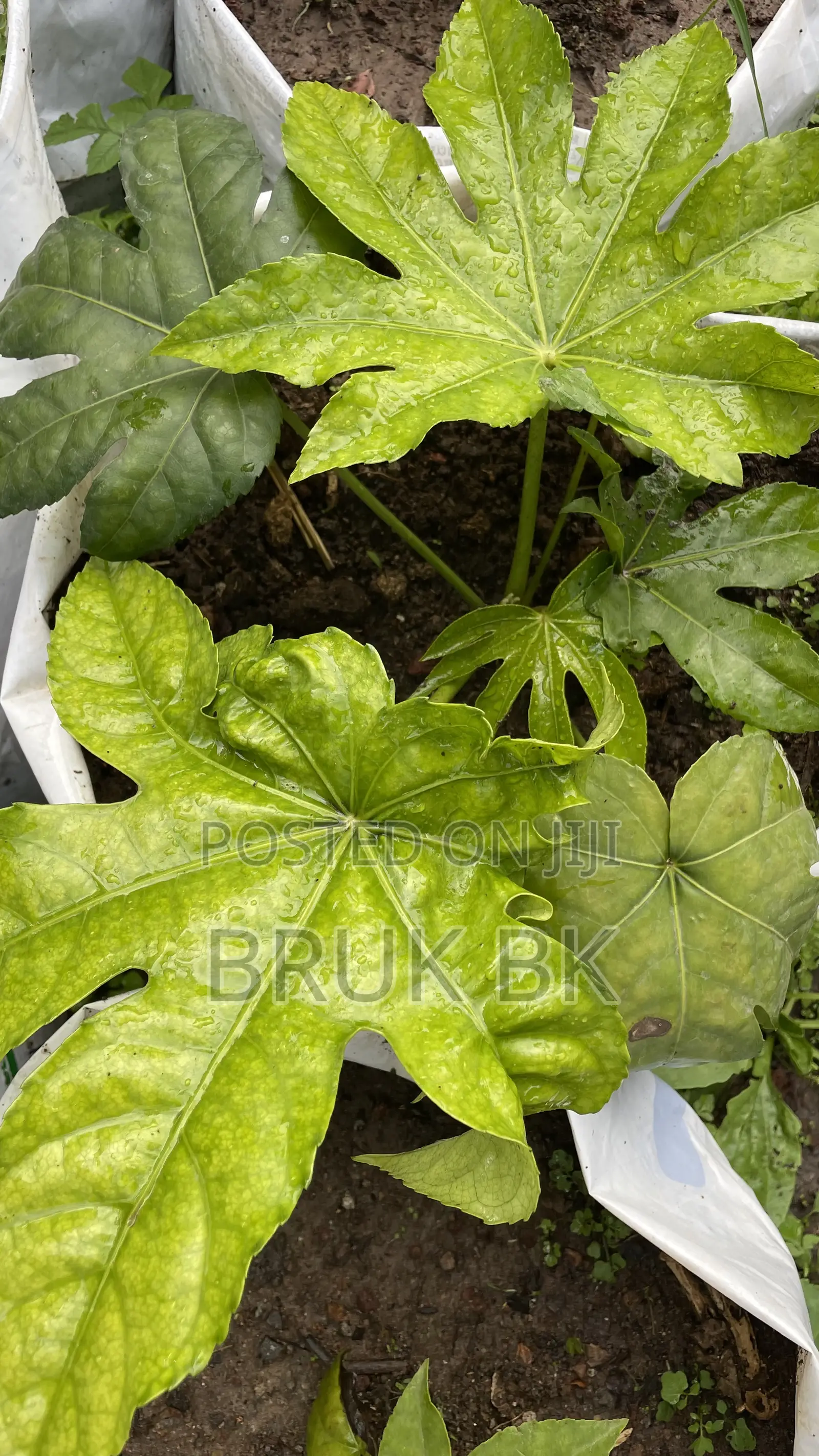 Japanese Fatsia