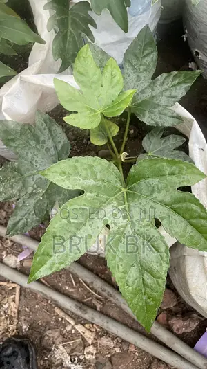 Japanese Fatsia