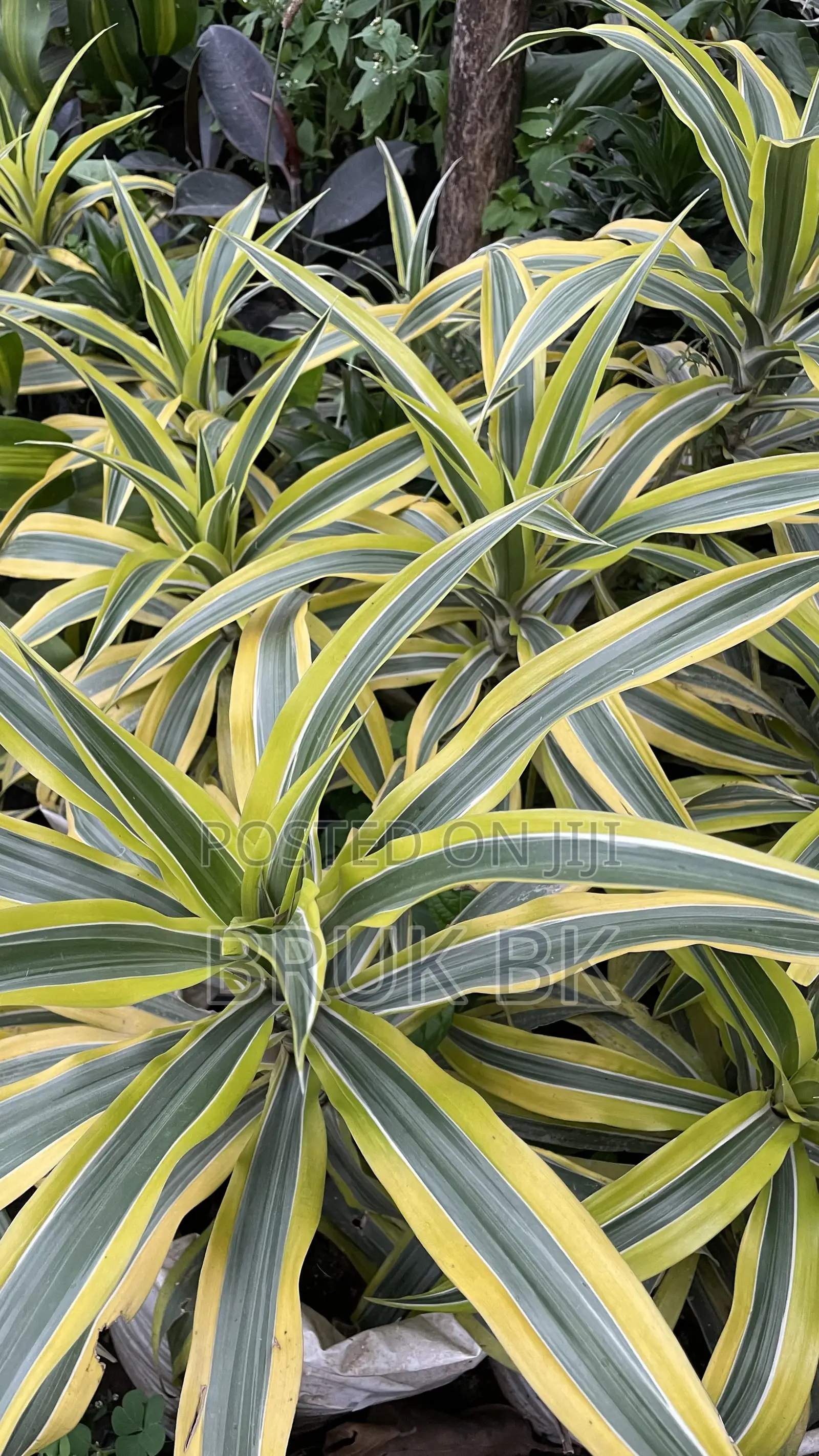 Yellow Draconian