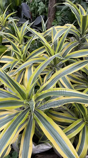 Yellow Draconian
