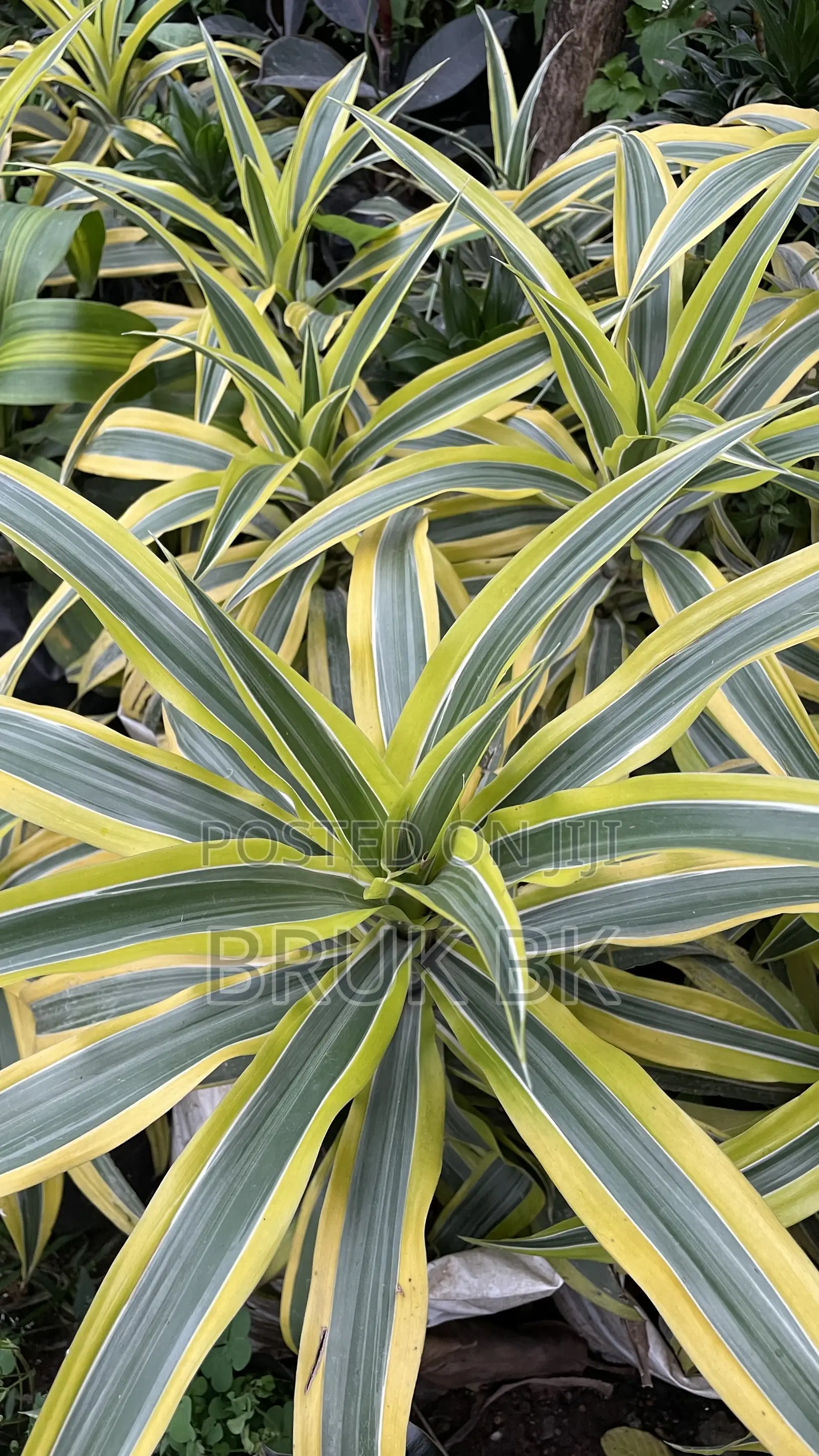 Yellow Draconian