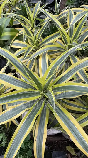 Yellow Draconian