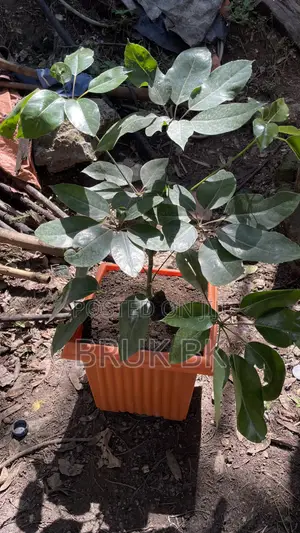 Chiflera Amate