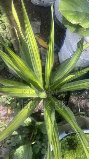 Bluestem Yucca