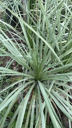 Cordlyne Plant