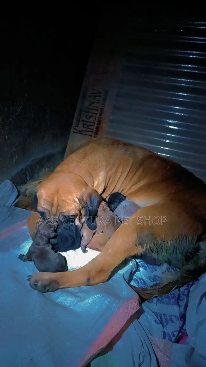 1-3 months Male Purebred Bullmastiff