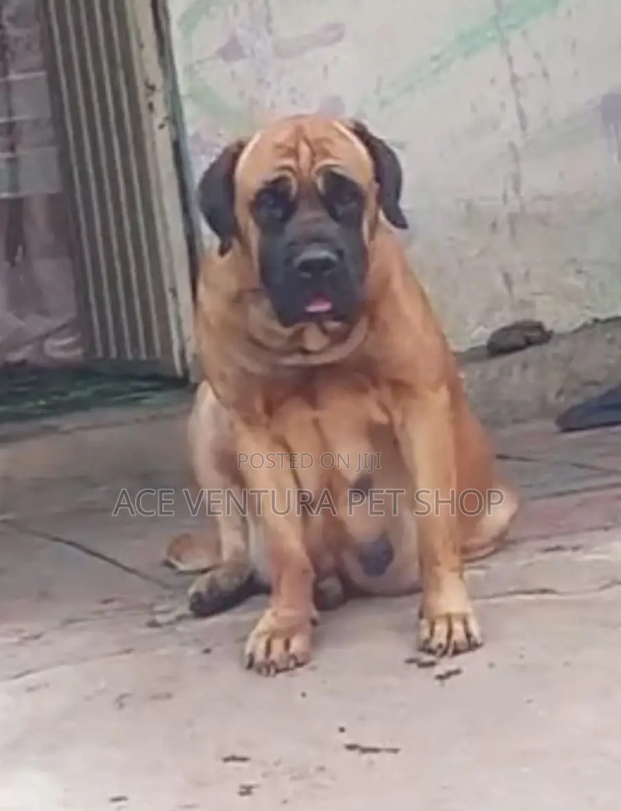 1-3 months Male Purebred Bullmastiff