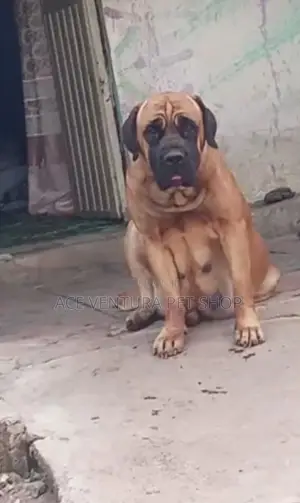 1-3 months Male Purebred Bullmastiff