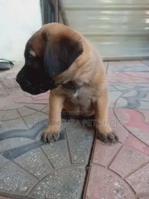 1-3 months Male Purebred Bullmastiff