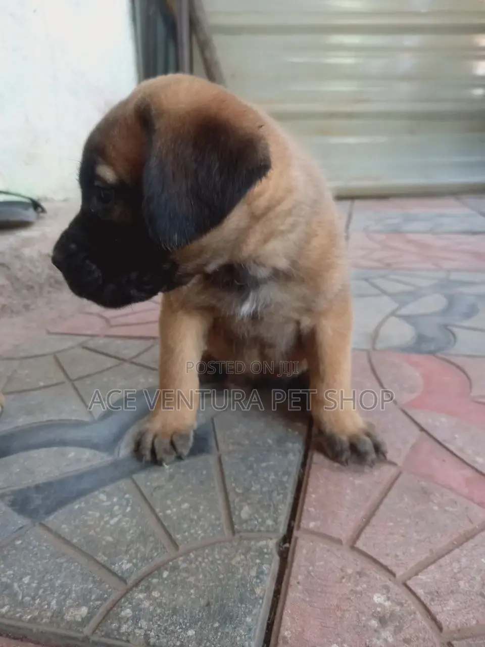 1-3 months Male Purebred Bullmastiff