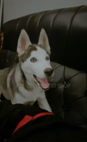 3-6 months Male Purebred Siberian Husky