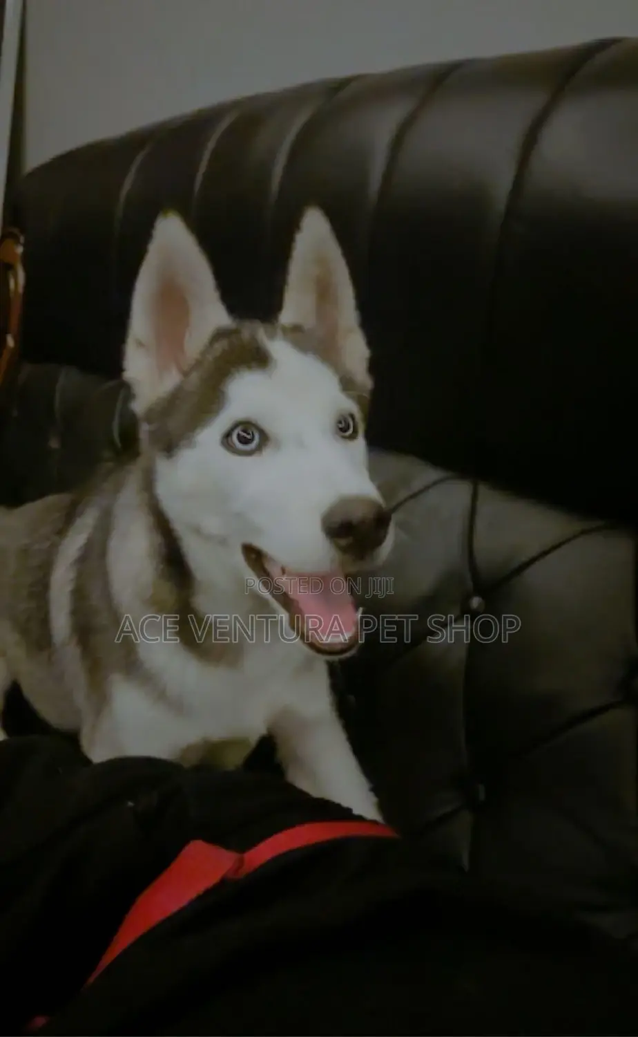 3-6 months Male Purebred Siberian Husky