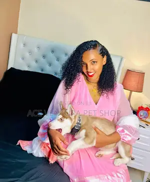 1-3 months Male Purebred Siberian Husky