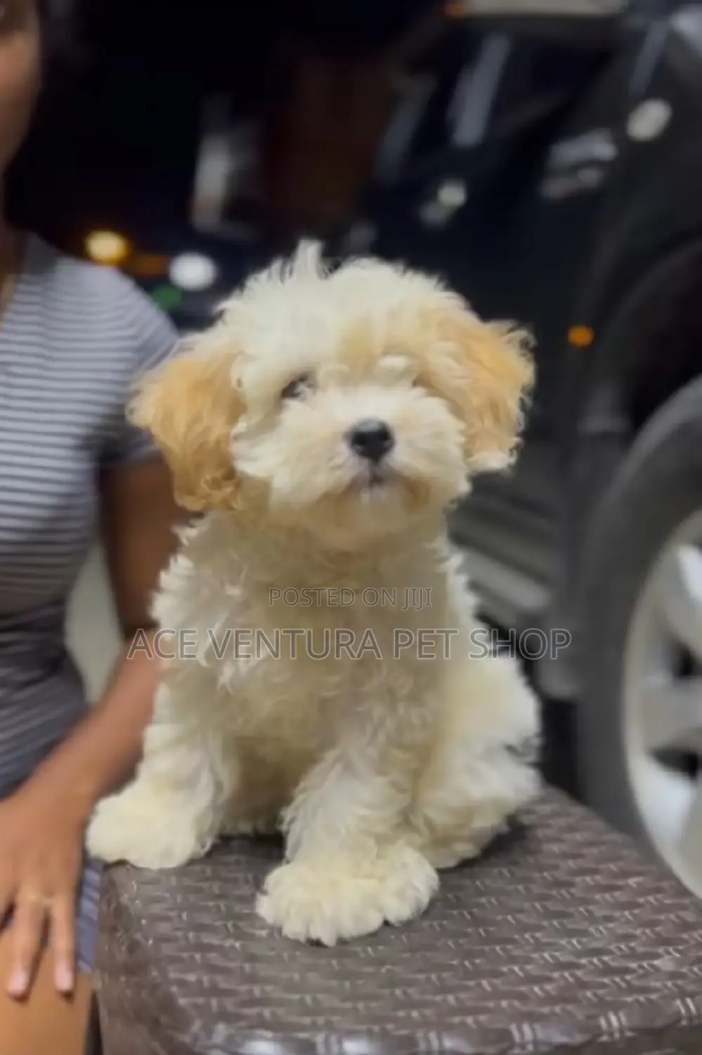1-3 months Male Purebred Maltese