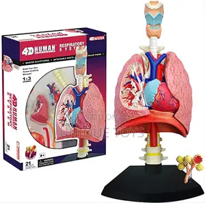 4d Human Respiratory System Model