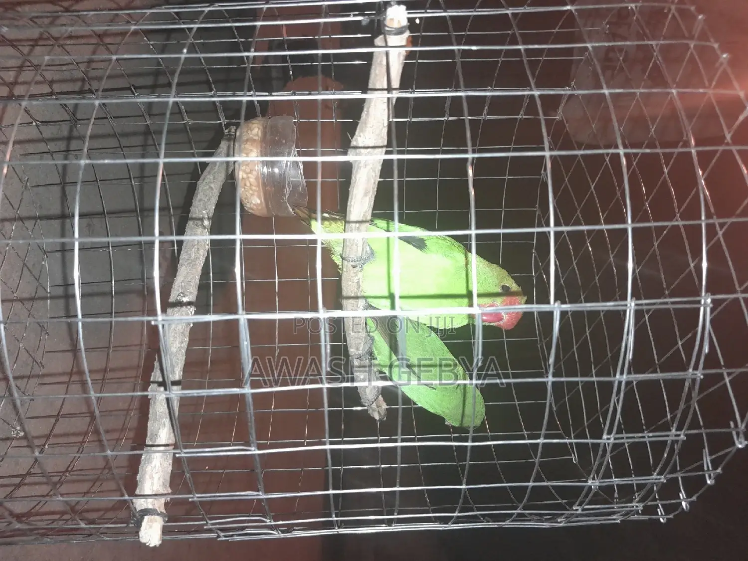 Abissina Parrots 
